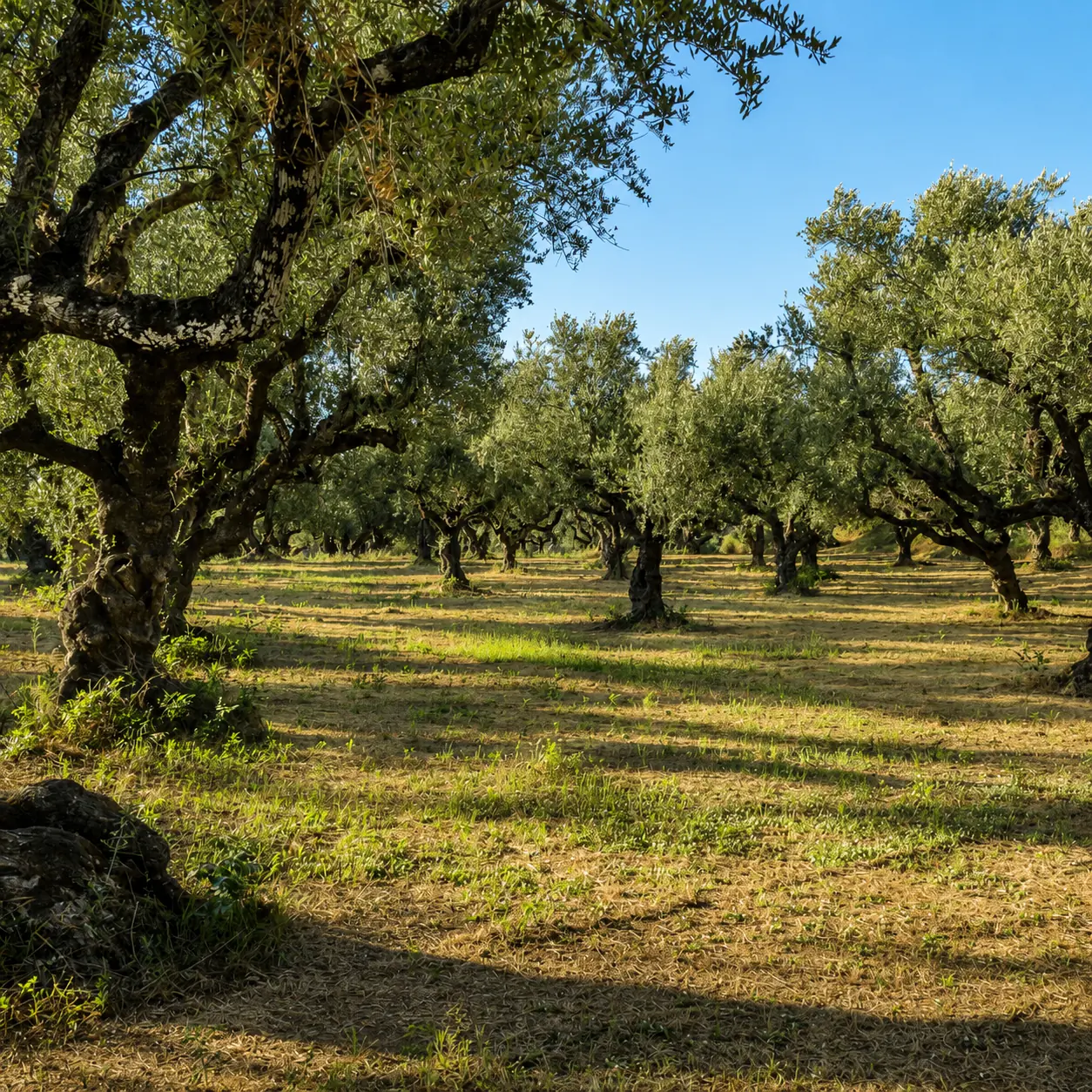 L’uliveto secolare di Casina Spina